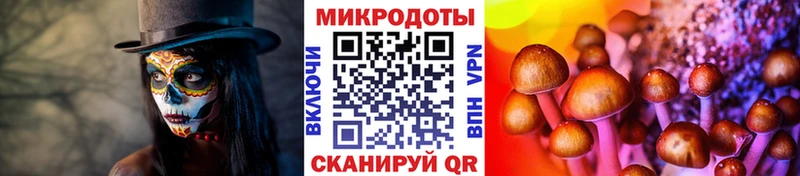 Псилоцибиновые грибы Psilocybine cubensis  Алейск 